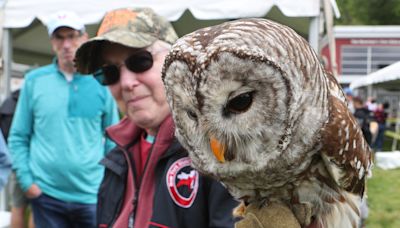 See flying demonstration, bird release at Green Chimney's Birds of Prey Day on Sunday