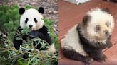 中國動物園染毛爆改鬆獅犬！「假冒貓熊」辛酸打工反竄紅：萌炸