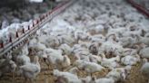 Avian flu found at western Quebec commercial poultry farm