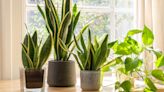 These Low Light Houseplants Will Grow Practically Anywhere