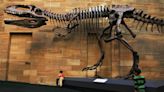 The Largest Carnivorous Dinosaur May Not Have Been T. Rex