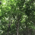 ╭＊田尾玫瑰園＊╯優良庭園用樹--(加羅林魚木)米徑15cm3萬元--樹形優美