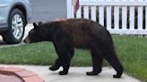 Black bear spotted in Lafayette neighborhood