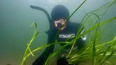 Underwater gardeners plant eelgrass to save 'dead' Danish fjord