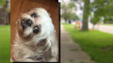 Waukegan family pleads for return of stolen therapy dog