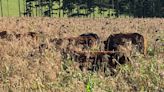 Why winter bird food option stacks up for cattle grazing - Farmers Weekly