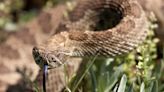 Rattlesnake season is here — and it’s a threat to dogs