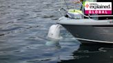 Suspected Russian spy whale found dead in Norway: story of Hvaldimir, other spy animals