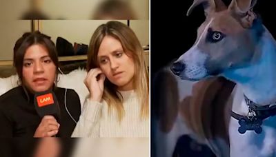 Las rescatistas del perro Arturo de Gran Hermano quieren sacarlo de la casa: “La producción no nos atiende el teléfono”