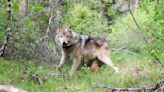 US sued in bid to force decision on Rockies wolf protections