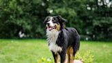 Mini Australian Shepherd's Reaction to Family Coming Home Is Pure Love