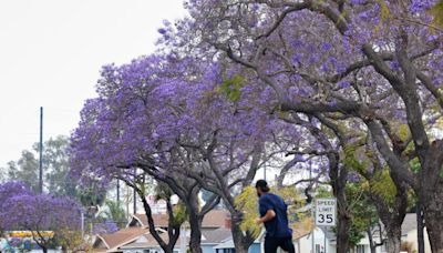 Jacarandas are blooming now in L.A., but why are some lagging behind the purple party?