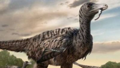 La Jornada: Descubren huellas de velociraptor de tamaño mayor al rango de la especie