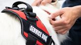 Types of Service Dogs: What They Do and How They Help