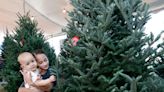 Time to get your Christmas tree: See where you can find a fresh one in the Daytona area