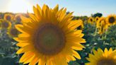 Beauty at every stage: Walk through any sunflower farm to brighten your spirits