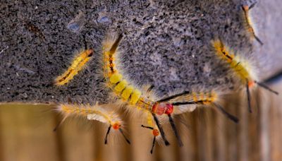 What are the hairy caterpillars in Florida? Are tussock moth caterpillars dangerous?