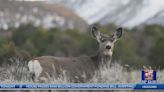 CPW study shows zombie deer disease affects 40 out of 54 deer herds in Colorado