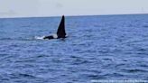 WATCH: Orca whale spotted off the coast of Chatham