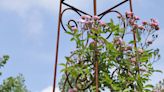 Plant supports: how to protect climbing plants, fruits and borders