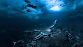 Winning images from Underwater Photographer of the Year 2024 showcase life and death beneath the seas