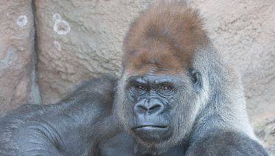 ‘Little Joe’ the Saint Louis Zoo gorilla, dies from a heart attack