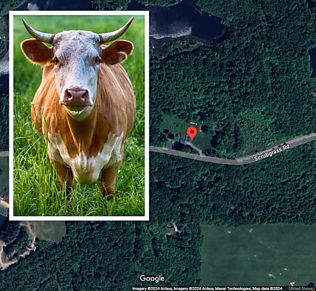 PA Farmer, Amy Veteran Killed In Bull Attack: Officials