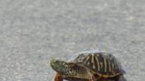 Kansas lawmakers didn't protect ornate box turtles from poaching, but KDWP regulators will