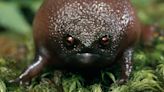 Black rain frog: The bizarre, grumpy-faced amphibian that's terrible at jumping and swimming