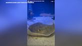 Months after mysterious pregnancy, North Carolina stingray remains under close observation