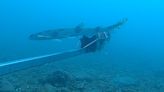 Shark among 81 species found along Sussex coastline by researchers | ITV News