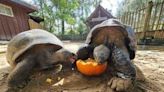 Animals enjoy their holiday feast at the St. Augustine Alligator Farm and Zoological Park