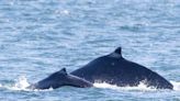 PHOTOS: B.C. whale watchers document first baby humpback of 2024