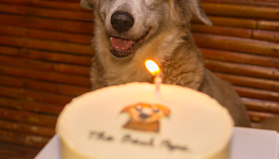 Sweet Chicago Dog Celebrating Birthday While Living in Shelter for 570 Days Is So Bittersweet