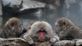 Un zoo de Tokio adaptará la zona de macacos japoneses ante el calentamiento global