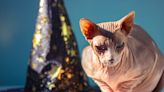 Sphynx Cat's Beetlejuice Costume Wins Halloween This Year