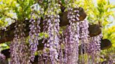 Give your garden a whole new dimension with climbing plants | HeraldNet.com