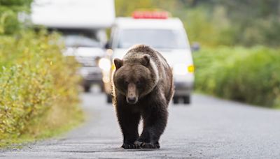 VIDEO: “Holy cow, there’s a bear in our car!” And the car doesn’t come out of it well