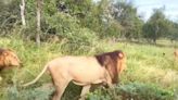 Rare Wildlife Moment: Old Hyena Gives Itself Up To The Lions