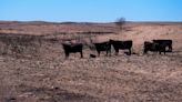 Texas wildfires live: Firefighter killed responding to blaze as state pleads for hay to stem cattle losses