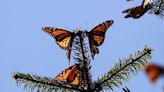 In Mexico, endangered monarch butterflies inspire hopes of a comeback