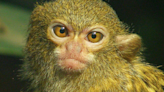 This confused, pathetic pygmy marmoset is oh-so-relatable