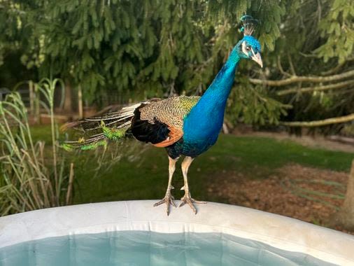 There’s a loose peacock on Cape Cod. Don’t feed, chase, or try to catch it, Harwich’s animal control department warns. - The Boston Globe