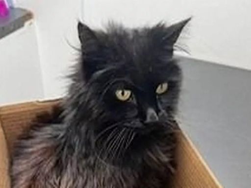 Cat reunited with its family after going missing almost a DECADE ago