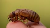St. Louis cicada season: Do cicadas bite? Could they pee on you?