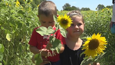 Picture-perfect sunflowers blooming across West Michigan, welcoming families until September