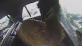 Calcasieu Parish Sheriff’s Office arrest runaway emu
