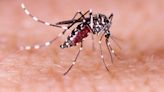 New case of Dengue Fever diagnosed in Haleiwa resident