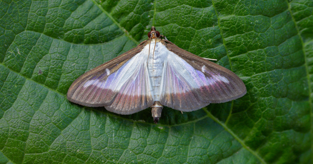 New "highly destructive" invasive moth found in Pennsylvania for first time