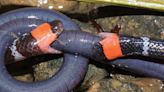 Watch venomous snakes wrestling for wormlike creature in epic tug-of-war battle